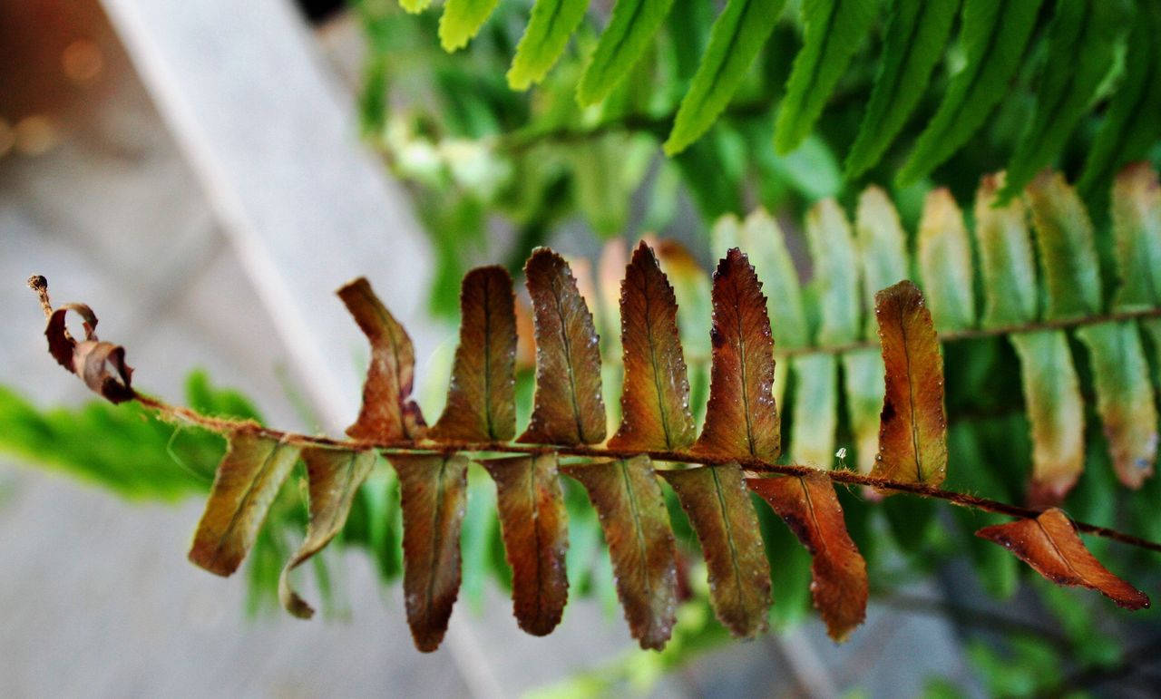 Black Fronds On Boston Fern Plant