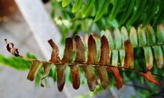 Black Fronds On Boston Fern Plant