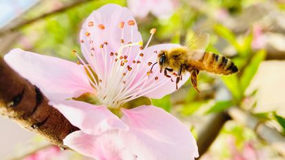 Plants that attract bees following Kate Middleton’s new beekeeping hobby