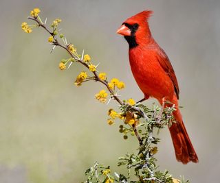 cardinal perched on branch of garden shrub