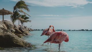Flamingos in Aruba