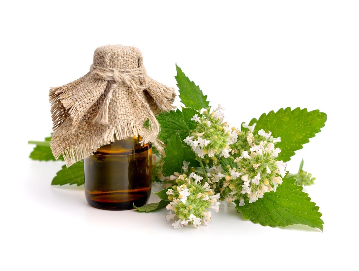 Catnip Herbal Uses What To Do With Catnip In The Garden Gardening