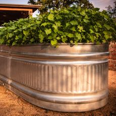 Plants growing in a metal raised bed