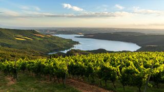 Orvieto vineyard