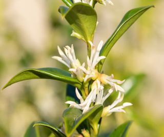 Close-up of a flower of sweet box or Sarcococca confusa