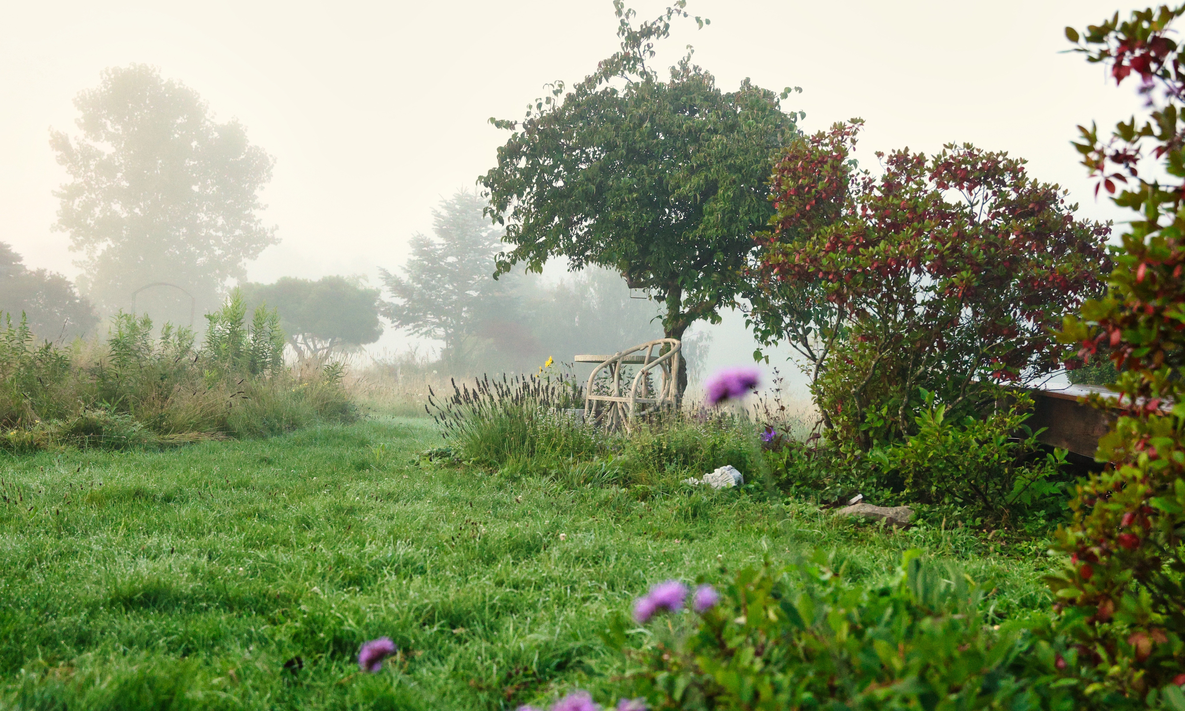 Flock Finger Lakes foggy morning