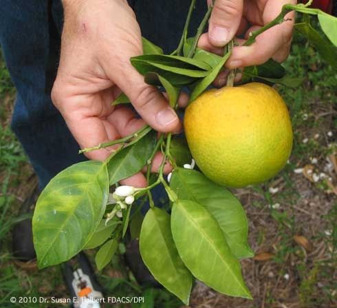 citrus-greening