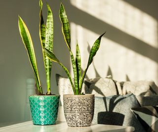 Snake plant drooping