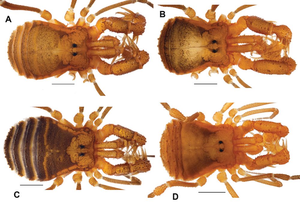 Daddy longlegs got their long legs by reusing some old evolutionary tools