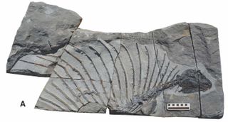 The excellently preserved fossil of the newfound reptile, Gordodon kraineri shows that it sported a large "sail" on its back.