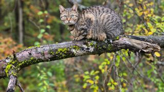 American Bobtail