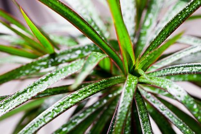 Dracaena Plant Covered In Water Droplets