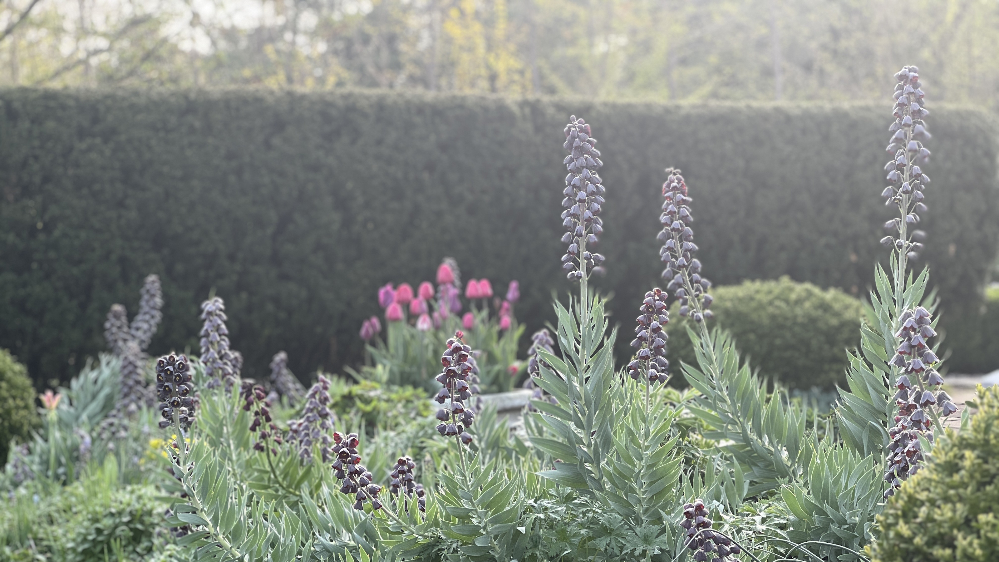 Fritillaria persica with tall flower stems and dark flowers in spring