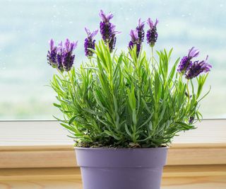 Lavender in a purple pot