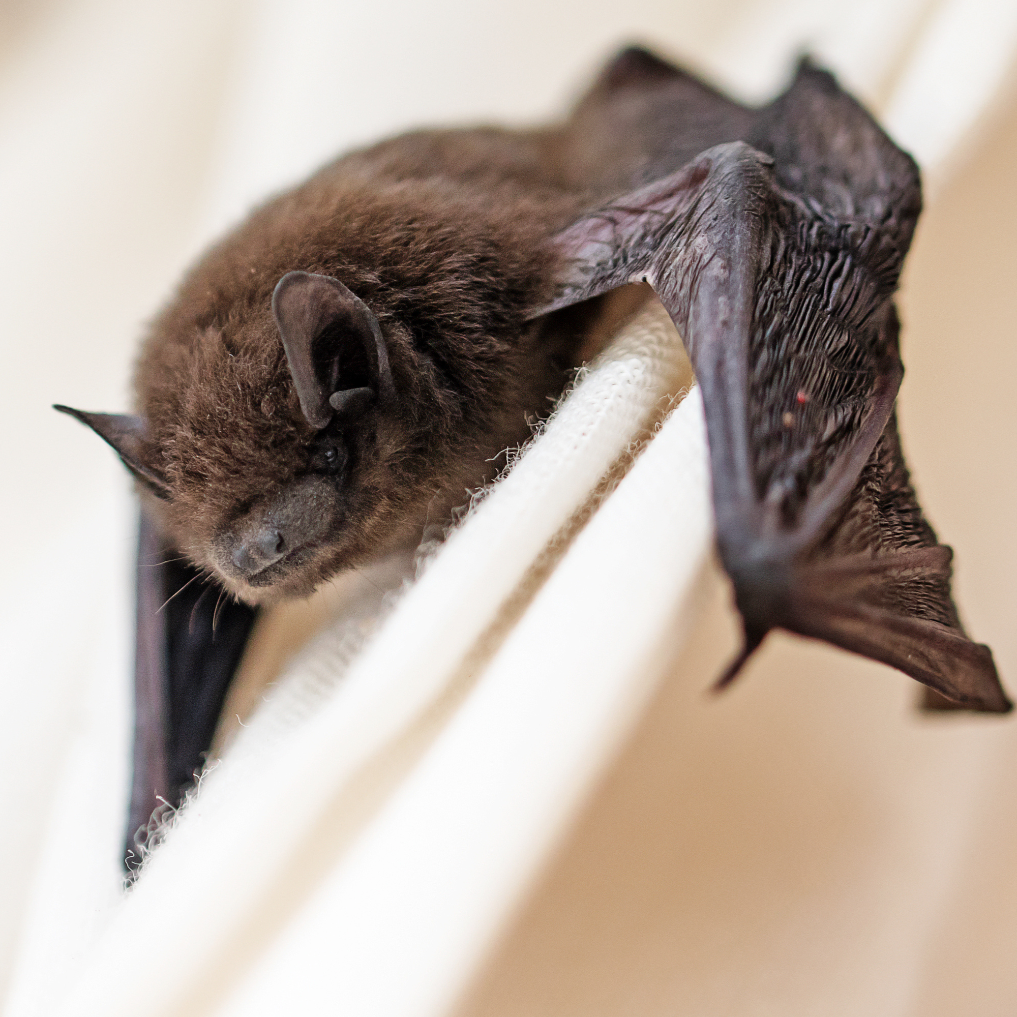 Common pipistrelle (Pipistrellus pipistrellus) a small bat