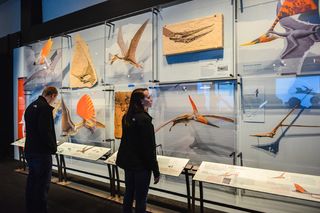 A gallery display illustrates the incredible variety of pterosaur crests