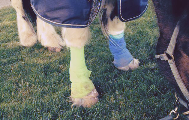 hovis bandages
