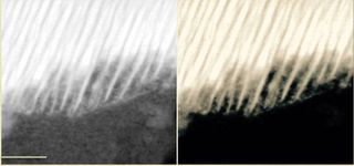 This high-resolution view of a grain from a Martian meteorite comes from a transmission electron micrograph (scale 50 nanometers). The layers of organic carbon are found between the fork-like "tines," where they formed as the rock's volcanic minerals interacted with a salty brine.