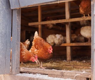 chickens feeding inside coop in winter