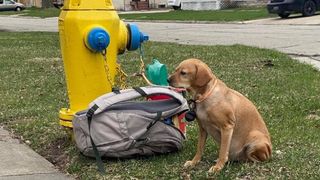 Dog tied to fire hydrant 