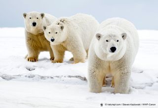 Three polar bears in the U.S. Arctic National Wildlife Refuge.