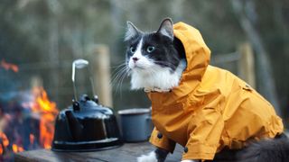 Cat sat by camp fire wearing rain jacket