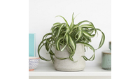 Spider plant