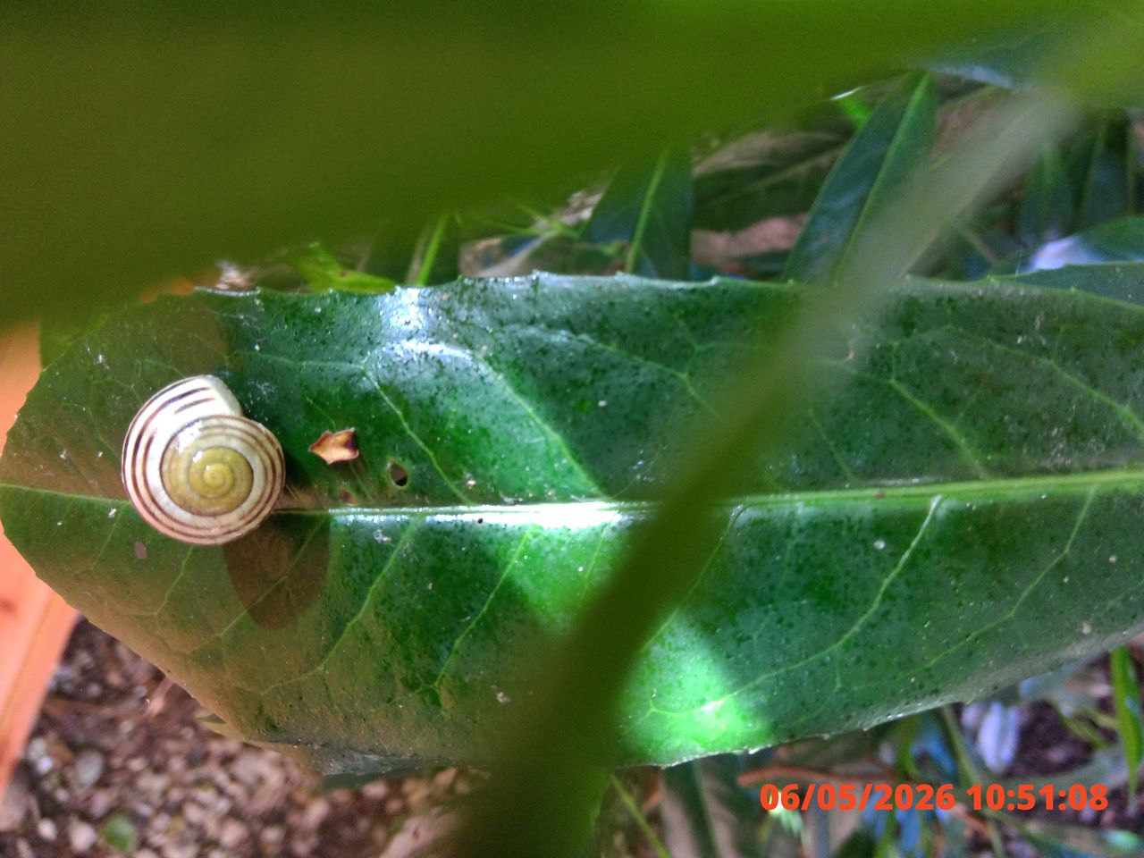 A small, spiral-shelled snail rests on a glossy green leaf. Sunlight filters through, highlighting the leaf's texture