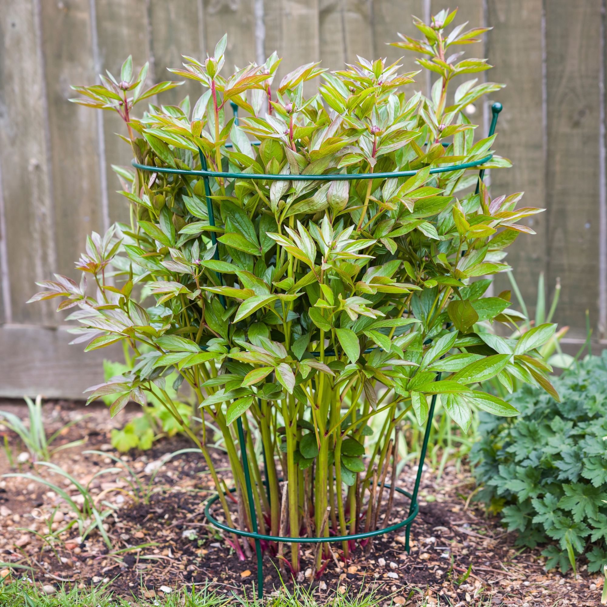 Peony shrub growing in a peony cage.