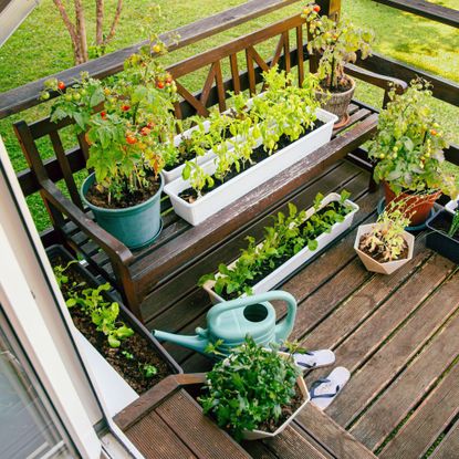 Various potted herbs and plants growing on home wood balcony in summer, small vegetable garden concept