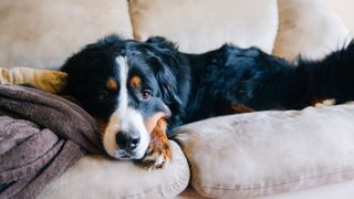 Bernese Mountain Dog lying on the couch looking sad 