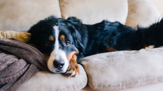 Bernese Mountain Dog lying on the couch looking sad