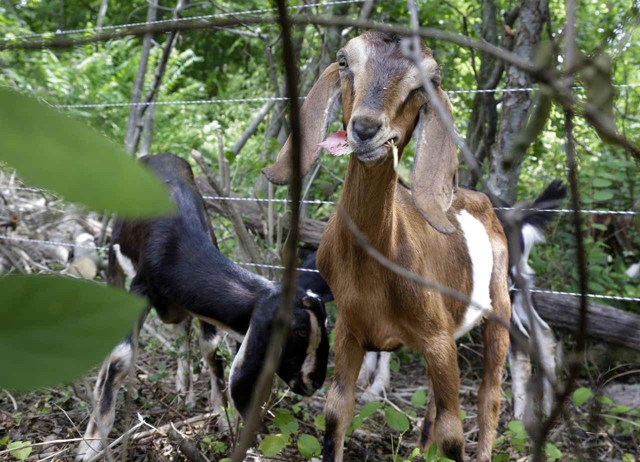 A Nubian goat eats a leaf.