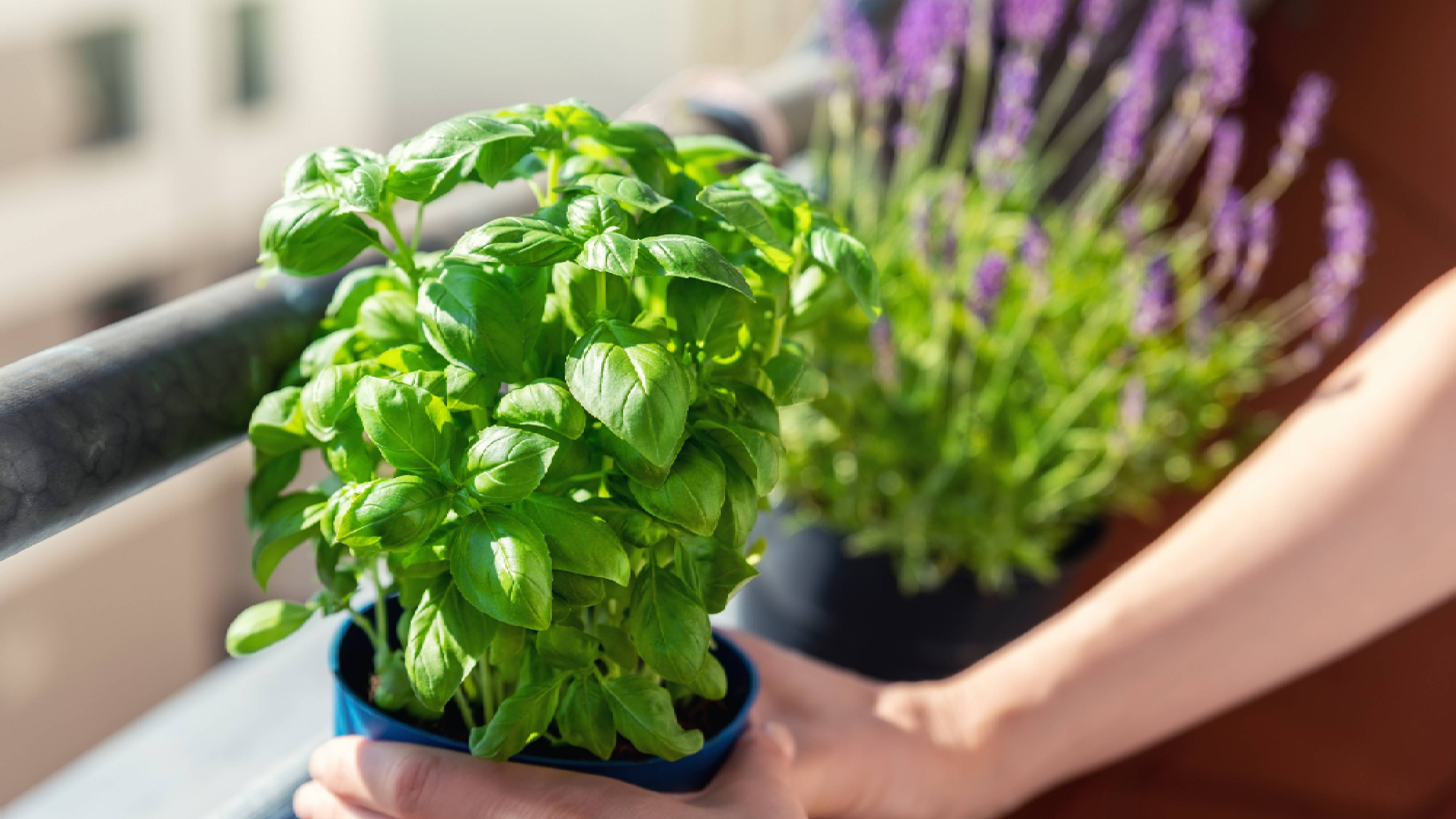 Placing basil plant on windowsill