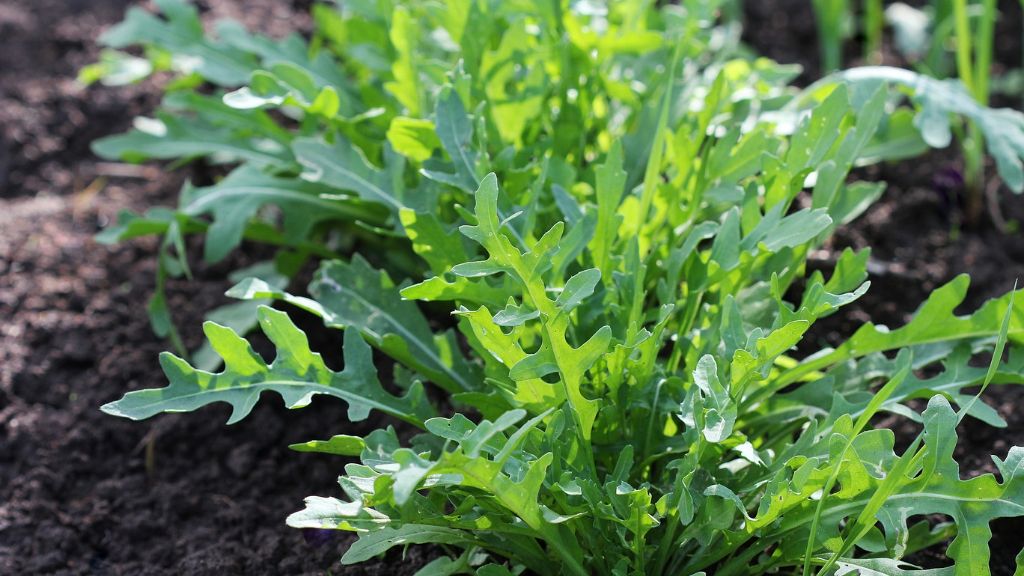 arugula growing in garden 