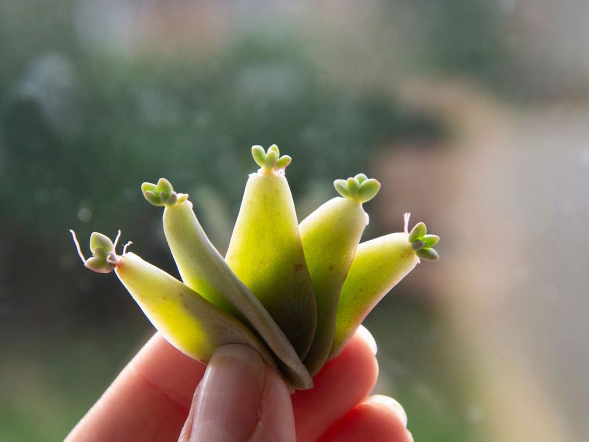 繁殖の基礎: 初心者のための植物の繁殖