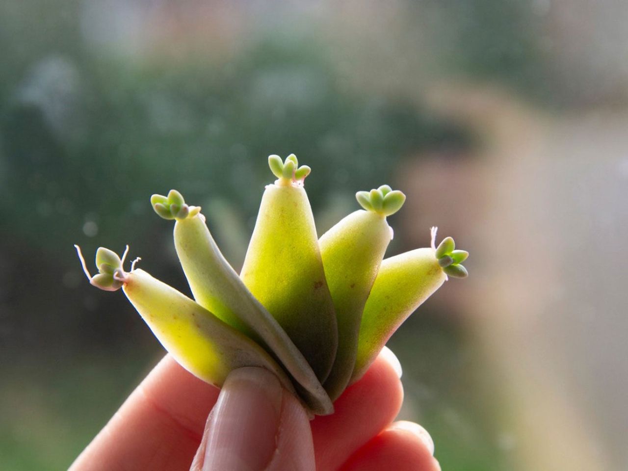 Propagated Succulent Leaves