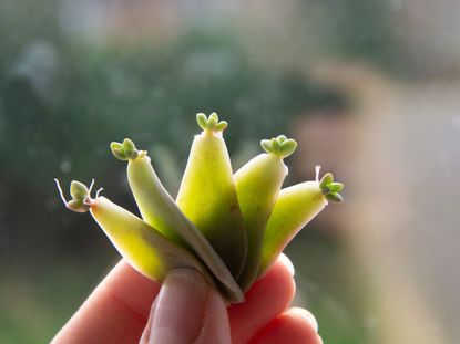 Propagated Succulent Leaves