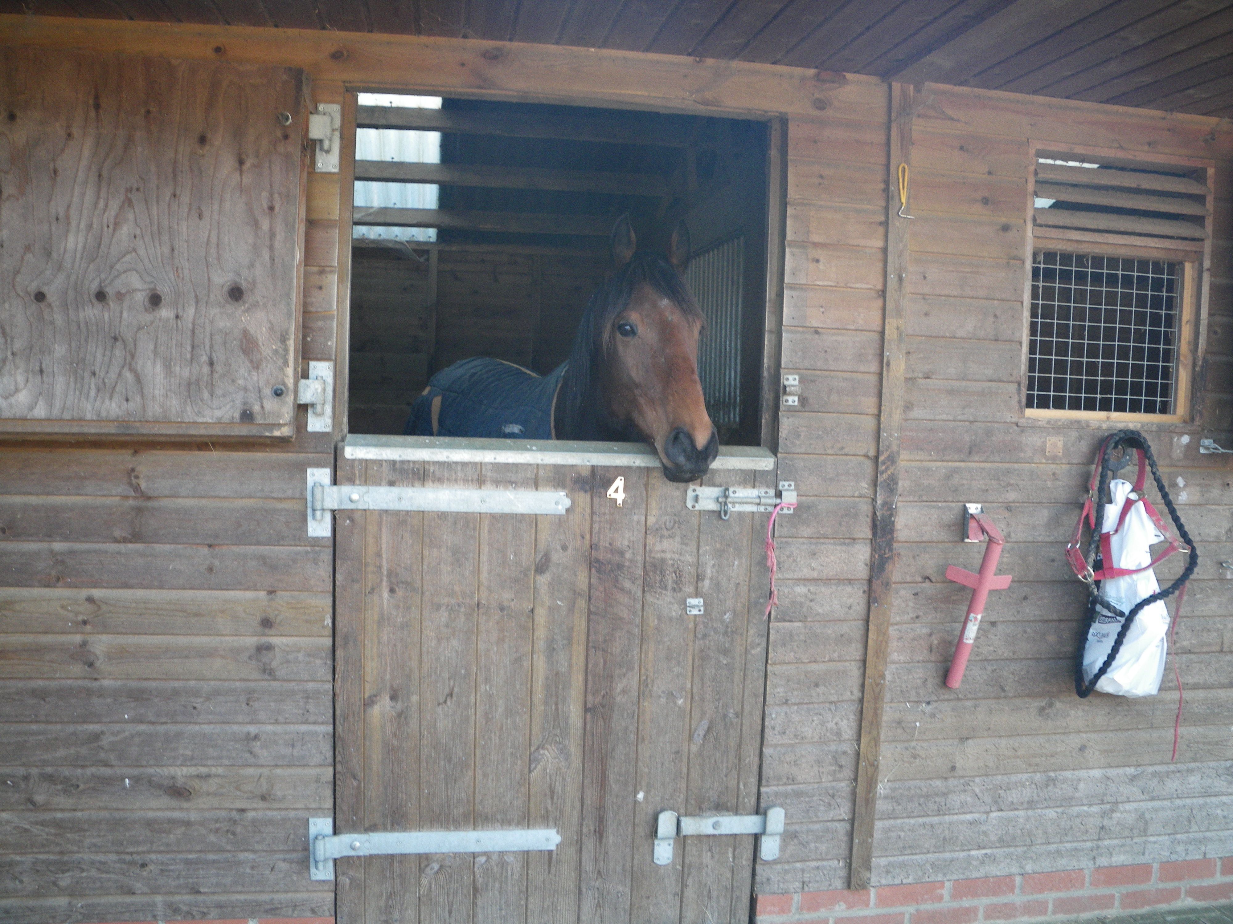 horse-ban-case-horse1.jpg