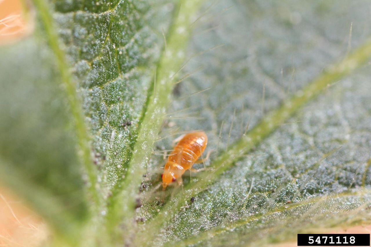 Close Up Of An Orange Pirate Bug On A Leaf