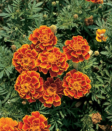 Burpee Queen Sofia Marigold Seeds 100 Seeds