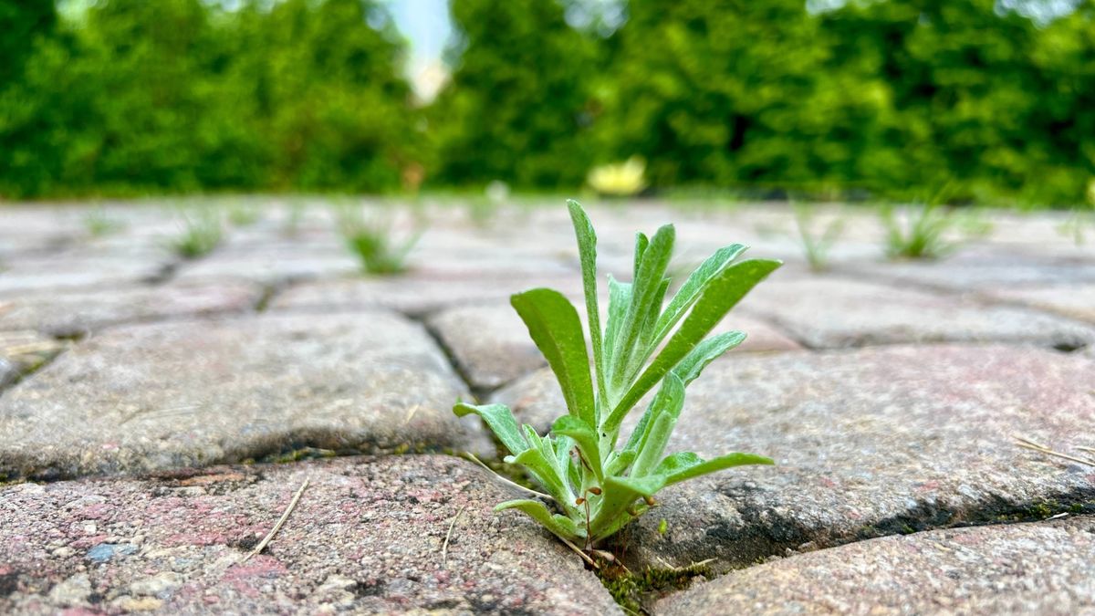 Weeds growing on patio 