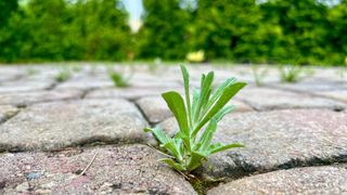 Weeds growing on patio