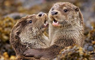Supercharged Otters