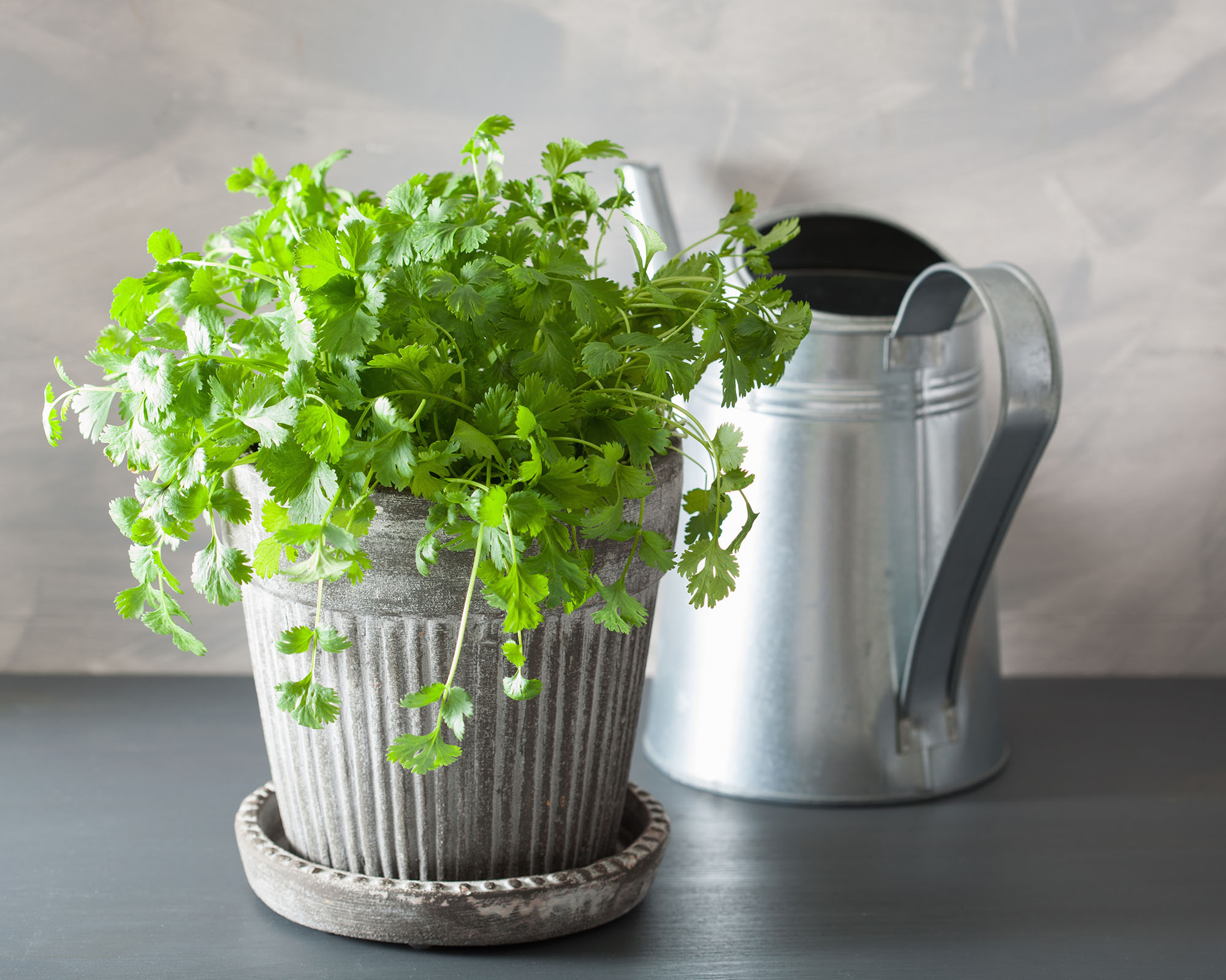 Fresh cilantro herb grown indoors in pot, next to watering can