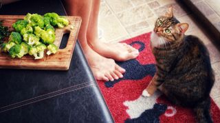 What human food can cats eat? Cat in kitchen staring up at chopping board with broccoli on it