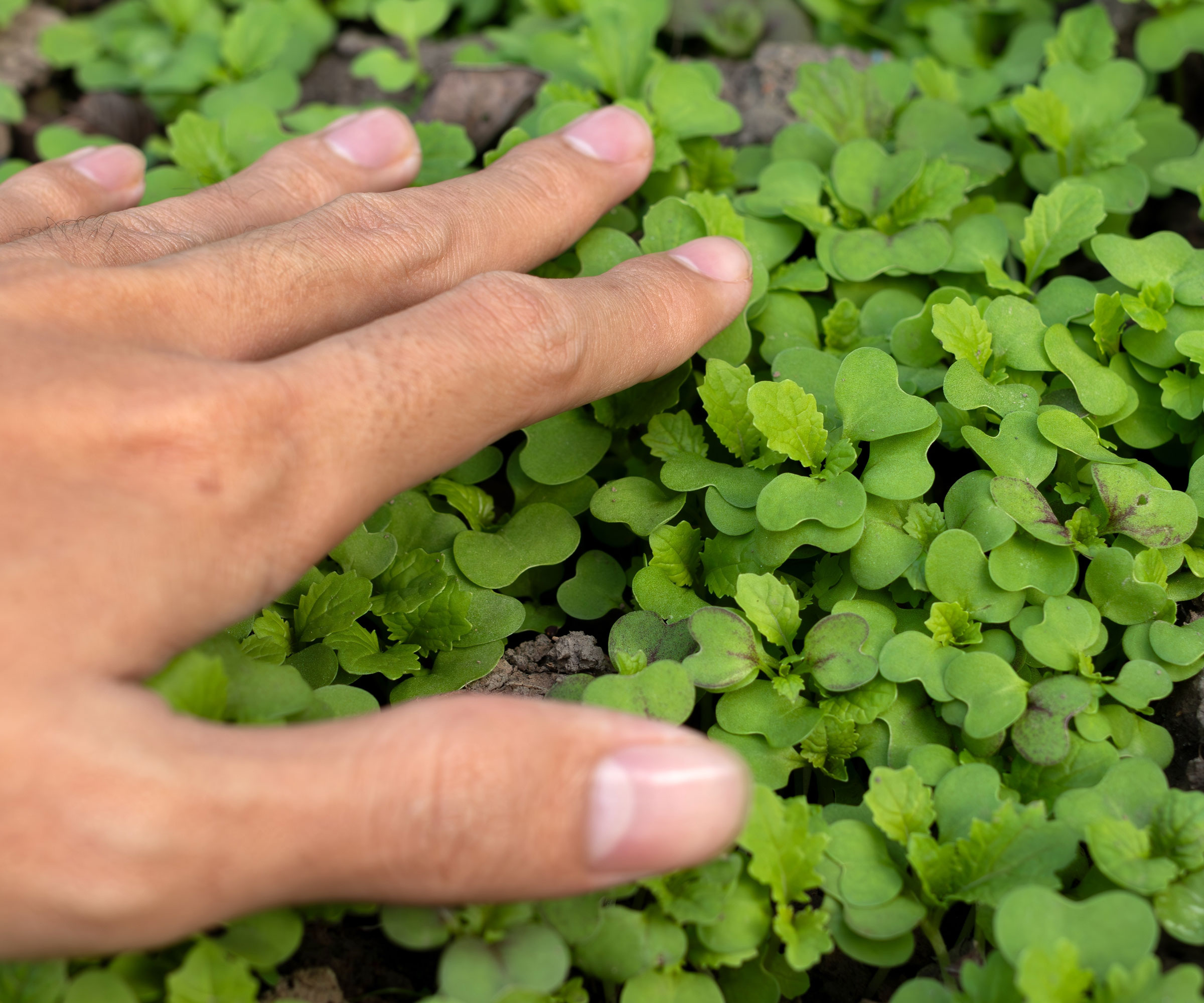 hand brushing along surface of tops of seedlings