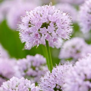 Allium Summer Beauty