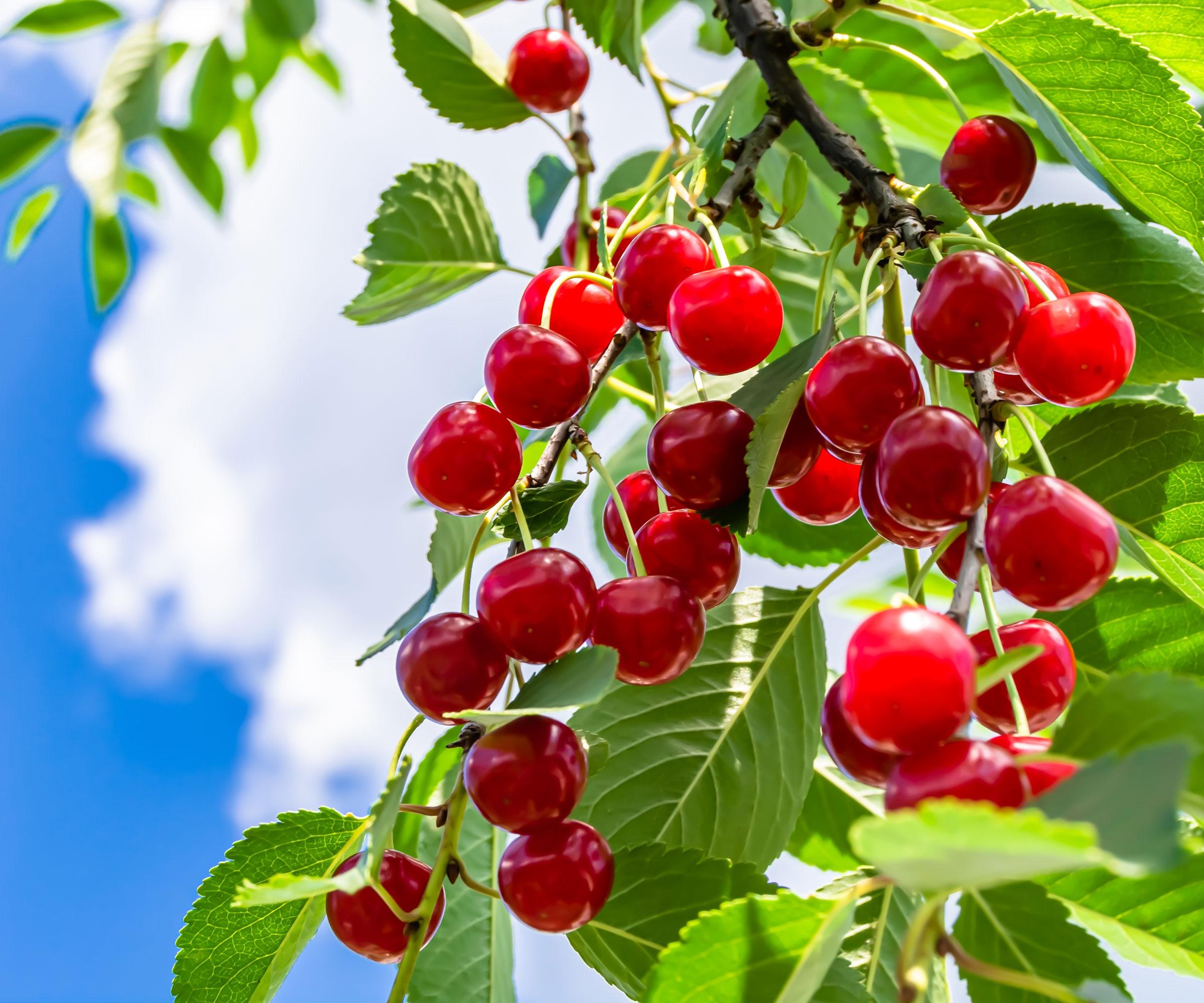 cherry tree with ripe red fruits against blue sky