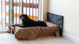 Black labrador dog sitting on a dog bed, looking out the window in a high rise apartment